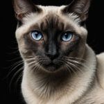 Siamese cat professional photography art style by Alex Reznik